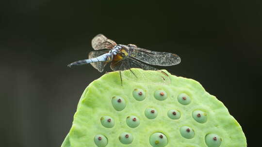 蓝额疏脉蜻蜓立在莲蓬上莲子视频素材模板下载