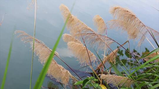 夏天河边黄色芦苇花絮实拍视频