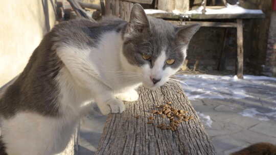 喂猫宠物猫吃猫粮奶牛猫
