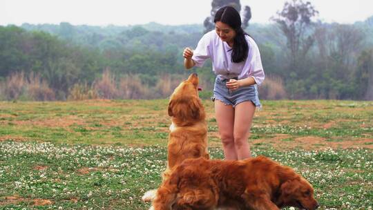 长腿美女和金毛宠物犬在春天开满花草地玩耍