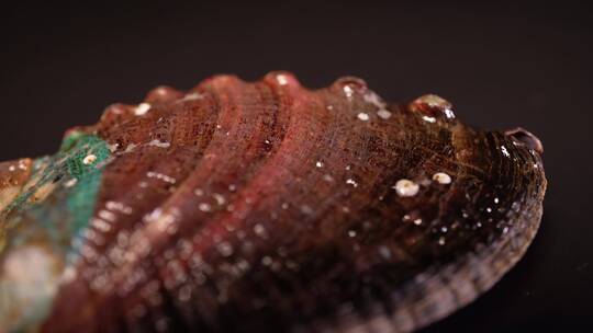生鲜鲍鱼壳甲壳贝类视频素材模板下载
