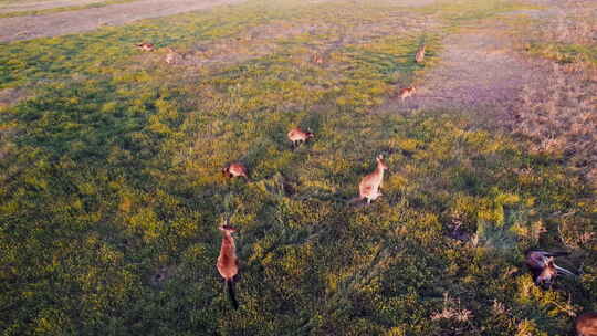 日落时分，一群袋鼠在澳大利亚内陆吃草的鸟