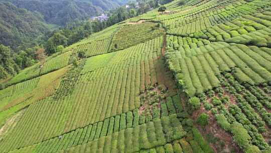 茶园茶叶茶茶山绿茶农业茶海采茶茶文化航拍