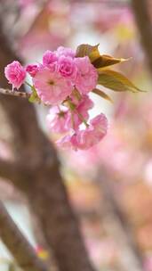 4K花草植物素材——樱花