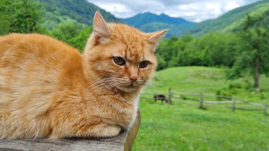 一只红色虎斑猫在山脉特写镜头的背景下躺着
