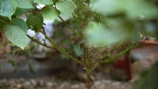 快进X10 紫苏属 观赏 植物 被子植物 绿植