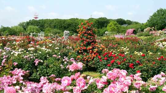 鲜花花园花圃玫瑰花合集