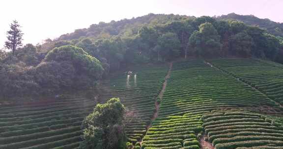 无人植保机茶园茶山打药