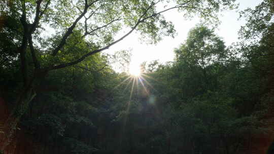 夏天森林树木太阳刺眼星芒