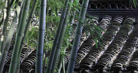 庭院 竹子 竹叶 竹林 清新 园林 阳光 禅意