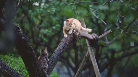 树上玩耍的小猫咪视频素材模板下载