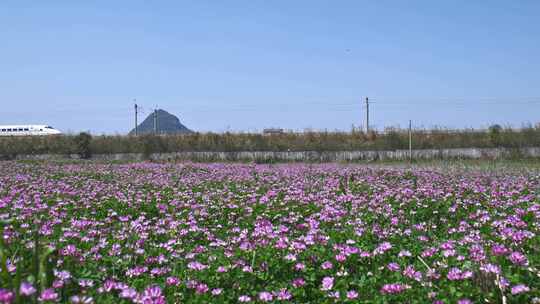 高铁动车列车高铁经过春天春暖花开田野乡村