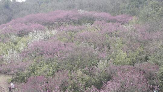 超山梅花航拍