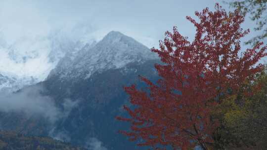 白雪覆盖，山，秋天，雪