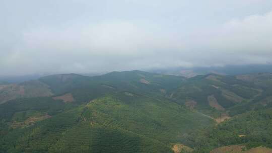 云雾缭绕的山林风景航拍全景