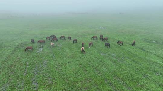 航拍晨雾中的高原牧场马群