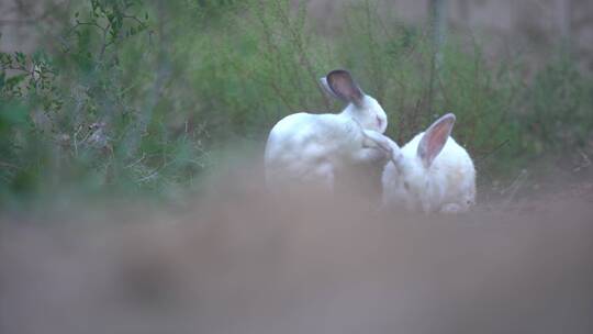 现代农村养殖兔子25帧原素材