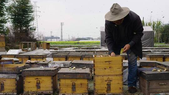 养蜂人在养蜂场忙碌饲养蜜蜂