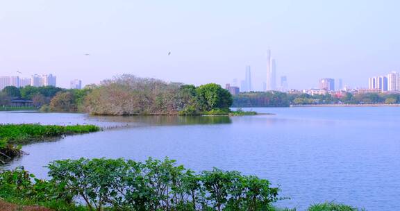 广州海珠湖公园鸟岛与珠江新城建筑风光