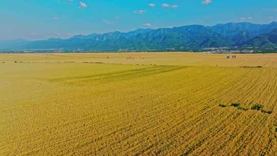 关中平原金色麦田 小麦