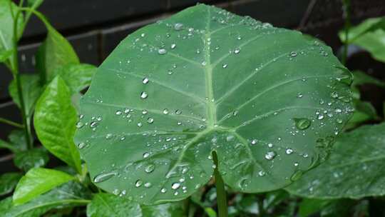 叶子上的雨滴