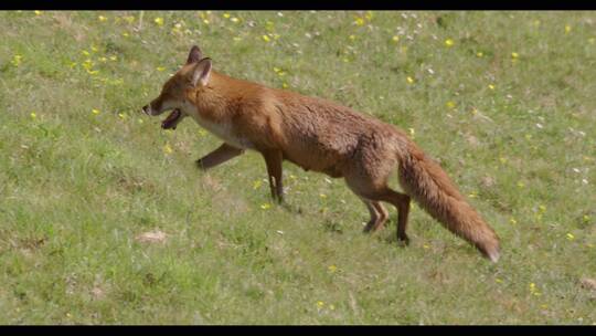 在野外行走的红狐
