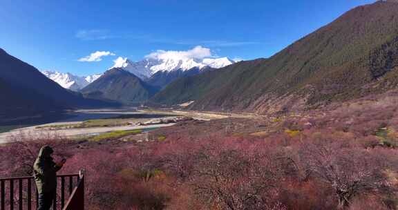 4K航拍西藏林芝雅鲁藏布江大峡谷桃花12