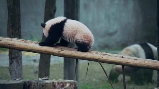 大熊猫幼崽宝宝视频素材模板下载