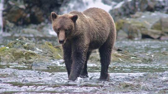 棕熊在河里捉鱼吃视频素材模板下载