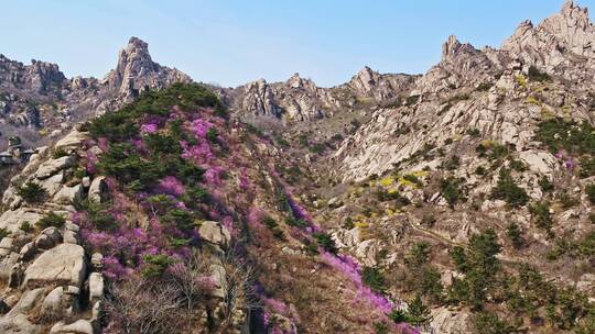 青岛大珠山杜鹃