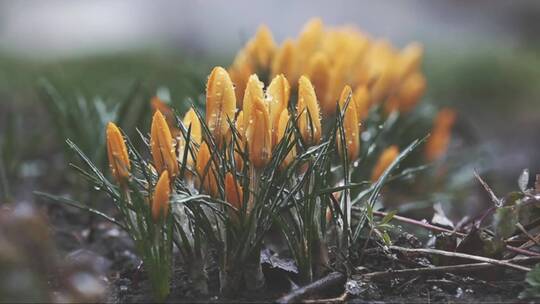 黄色的花朵被雪覆盖