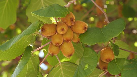 树上的猕猴桃水果特写