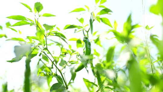 绿色食品 原生态辣椒 有机辣椒 农产品