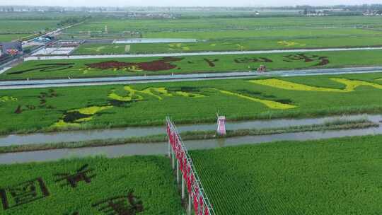 宁夏稻田艺术-稻田画1【4K】