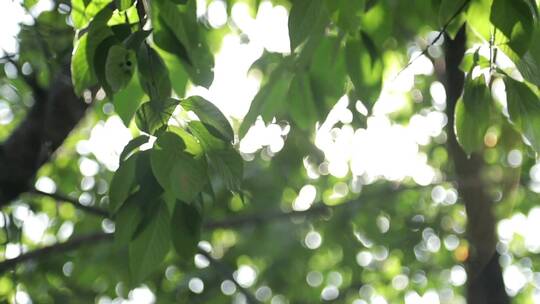 透过树叶的阳光空镜头视频素材模板下载