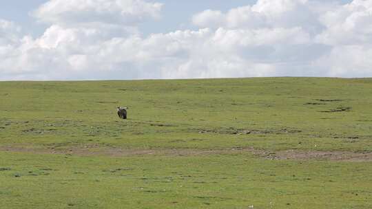 A1兀鹫远景、生态、草地