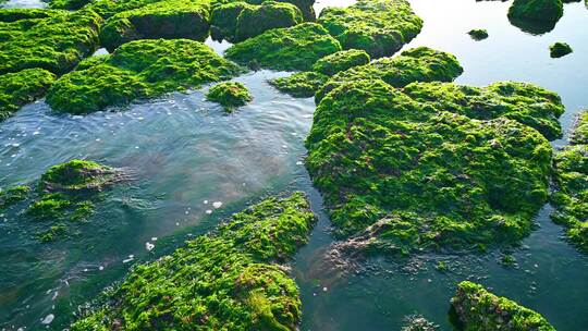 湛江海边退潮后的礁石海浪与绿色海草苔藓