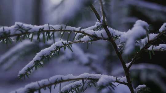 东北森林阳光雪景春天来了化雪融化