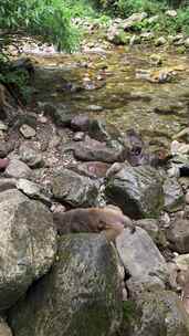 张家界国家森林公园金鞭溪峡谷野生猕猴