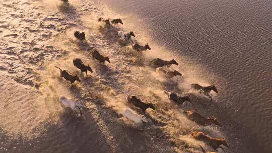 坝上万马奔腾踏水而过