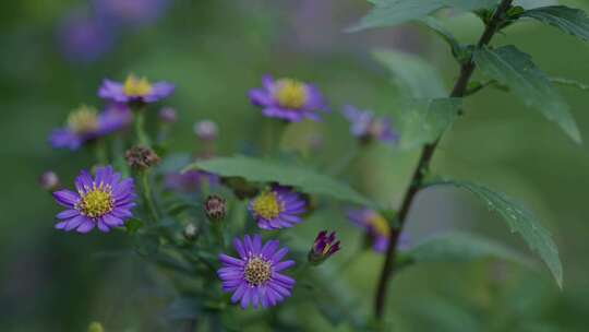 紫色，花，绽放，雏菊