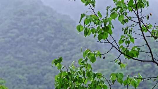 夏季下雨天山林植物树叶水珠特写