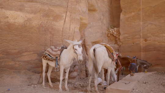 驴沙漠
