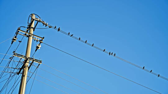 电线上的鸟实拍空境素材