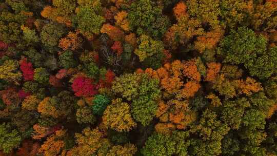 航拍秋季深秋森林