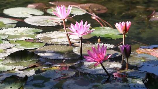 池塘里盛开的睡莲