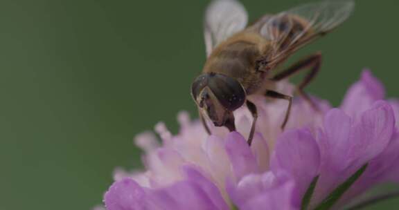 悬停苍蝇，花苍蝇，Syrphid苍蝇，昆