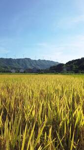 秋天的美丽的乡村稻田