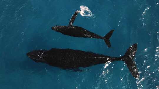 海洋生态海洋生物鲸鱼