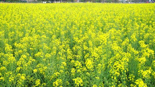 油菜花 春游踏青 游玩公园